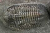 Pair Of Large Struveaspis Trilobite - Jorf, Morocco #235697-2